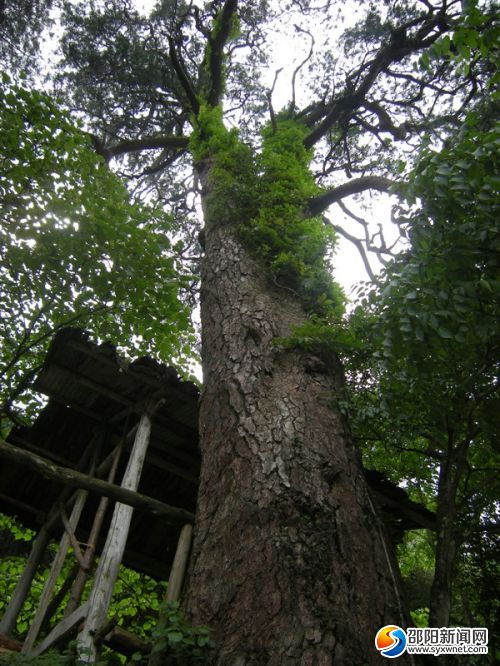 位于五團(tuán)鎮(zhèn)中山村的湖南松樹(shù)王