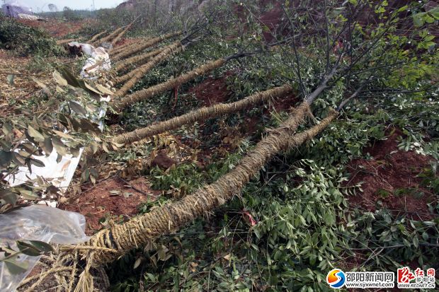 香樟、杜英等各種苗木已經運抵工地現(xiàn)場