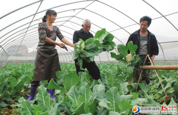 圖為邵陽市綠翔農(nóng)業(yè)合作社村民在大棚蔬菜基地收割花菜