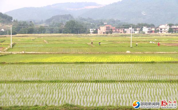 圖為隆回三閣司鎮(zhèn)大麼村土地綜合整治項(xiàng)目區(qū)雙季稻連片示范生產(chǎn)基地