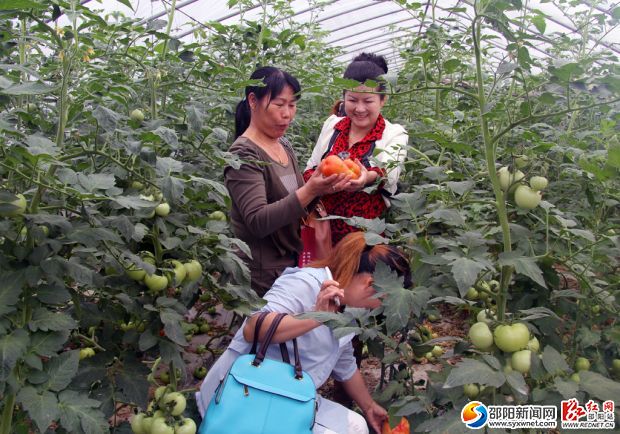 謝建云在向前來學習的婦女精英們展示西紅柿。