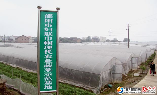 由婦女企業(yè)家謝建云創(chuàng)建的雪峰農(nóng)業(yè)蔬菜基地已成規(guī)模。