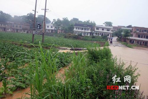 洪水漫過公路，直瀉下面的煙田