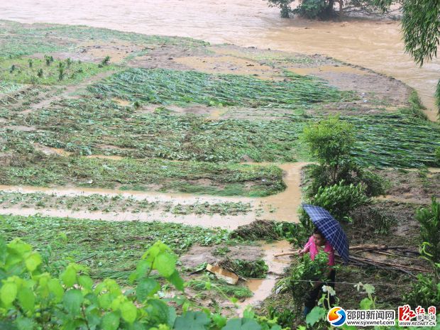 大暴雨造成綏寧縣農(nóng)作物損失嚴重（向云峰 攝影）