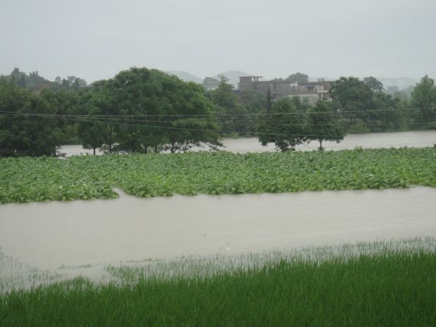 近日，六都寨鎮(zhèn)境內(nèi)普降大雨，加上六都寨水庫大規(guī)模泄洪，導(dǎo)致六都寨鎮(zhèn)沿河烤煙村嚴(yán)重遭災(zāi)，其中朝陽、張家等村煙田幾近全部淹沒，煙農(nóng)損失嚴(yán)重。