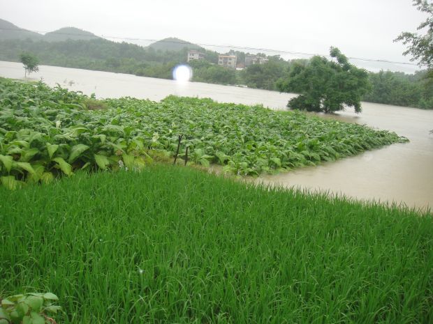 近日，六都寨鎮(zhèn)境內(nèi)普降大雨，加上六都寨水庫(kù)大規(guī)模泄洪，導(dǎo)致六都寨鎮(zhèn)沿河烤煙村嚴(yán)重遭災(zāi)，其中朝陽(yáng)、張家等村煙田幾近全部淹沒(méi)，煙農(nóng)損失嚴(yán)重。（陳懌、劉露攝影報(bào)道）