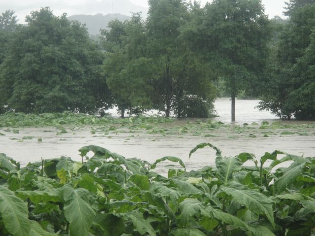 近日，六都寨鎮(zhèn)境內(nèi)普降大雨，加上六都寨水庫(kù)大規(guī)模泄洪，導(dǎo)致六都寨鎮(zhèn)沿河烤煙村嚴(yán)重遭災(zāi)，其中朝陽(yáng)、張家等村煙田幾近全部淹沒(méi)，煙農(nóng)損失嚴(yán)重。（陳懌、劉露攝影報(bào)道）