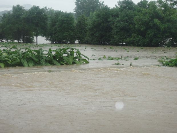 近日，六都寨鎮(zhèn)境內(nèi)普降大雨，加上六都寨水庫(kù)大規(guī)模泄洪，導(dǎo)致六都寨鎮(zhèn)沿河烤煙村嚴(yán)重遭災(zāi)，其中朝陽(yáng)、張家等村煙田幾近全部淹沒(méi)，煙農(nóng)損失嚴(yán)重。（陳懌、劉露攝影報(bào)道）