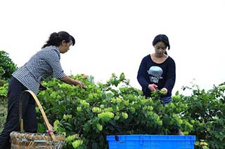 (縣市區(qū)新聞配圖：隆回縣金銀花采摘全面鋪開xz）