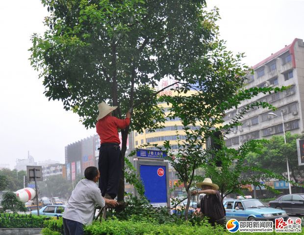 工作人員正在修枝