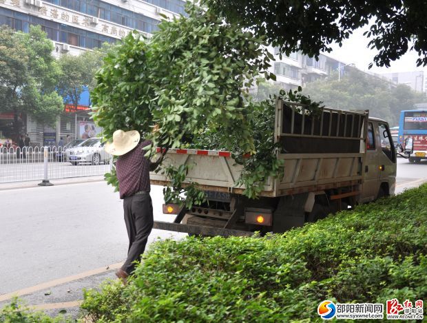 工作人員將修剪的余枝裝車