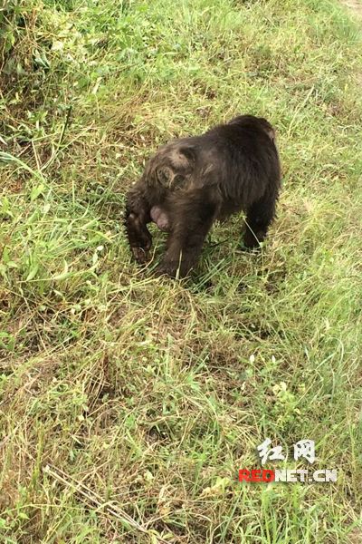 藏酋猴正在村莊里覓食