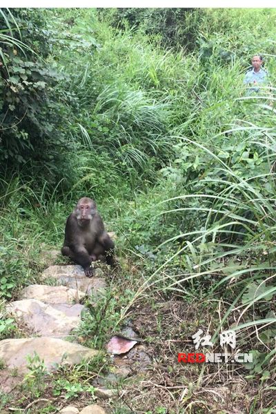 網(wǎng)曝野生猩猩進村覓食  實為藏酋猴