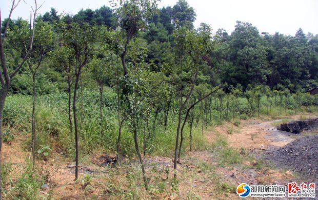 邵東縣流澤鎮(zhèn)陽合煤礦土地上現(xiàn)已栽種了松柏樹，植被得到很好的恢復(fù)。