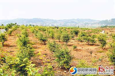 邵陽(yáng)縣各大煤礦附近的大片荒山被開發(fā)出來(lái)，作為油茶種植基地。