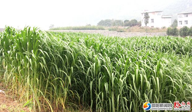 南山牧業(yè)有限公司飼料種植基地一角