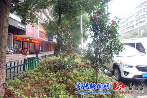 宝庆中路沿线的茶花开得格外鲜艳，成了路边一道靓丽的风景线