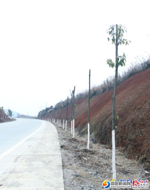 邵新公路塘渡口至河伯段綠化情況