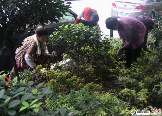 市園林處街道綠化所的工人清理綠化帶