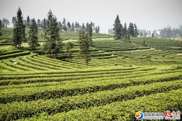 武岡威溪茶場，幾年來，從原來的幾十畝發(fā)展到現(xiàn)在的幾百畝。此為茶場一角。王松華攝影