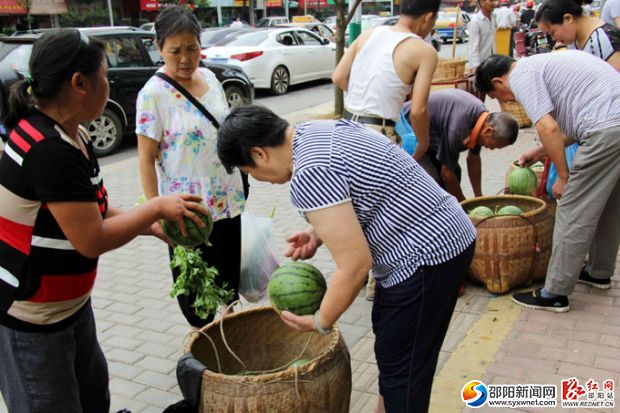 市民選瓜中