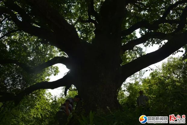 人站在樹(shù)上顯得多么渺小