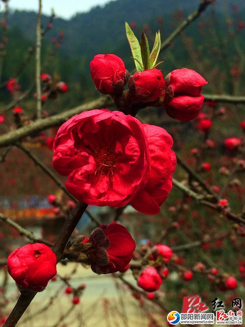 桃花朵朵開(kāi)，笑臉迎賓客　