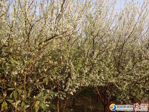 隆回縣桃洪鎮(zhèn)如花似錦 倍受踏青享花游客青睞02