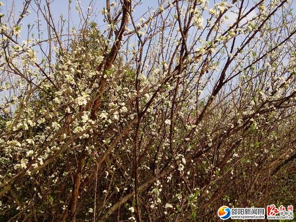 隆回縣桃洪鎮(zhèn)如花似錦 倍受踏青享花游客青睞06