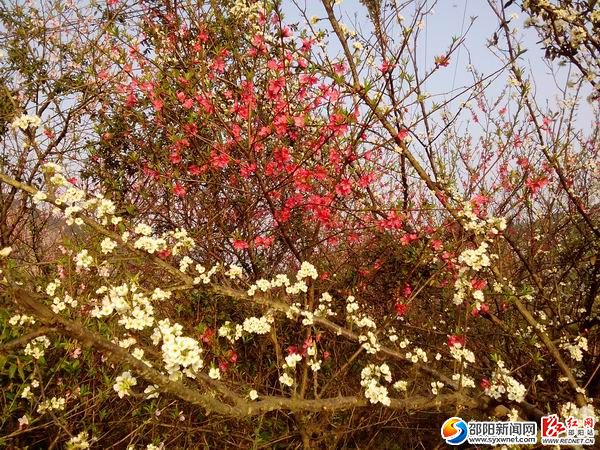 隆回縣桃洪鎮(zhèn)如花似錦 倍受踏青享花游客青睞09