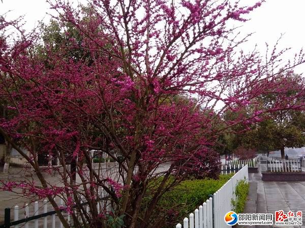 隆回縣桃洪鎮(zhèn)如花似錦 倍受踏青享花游客青睞10