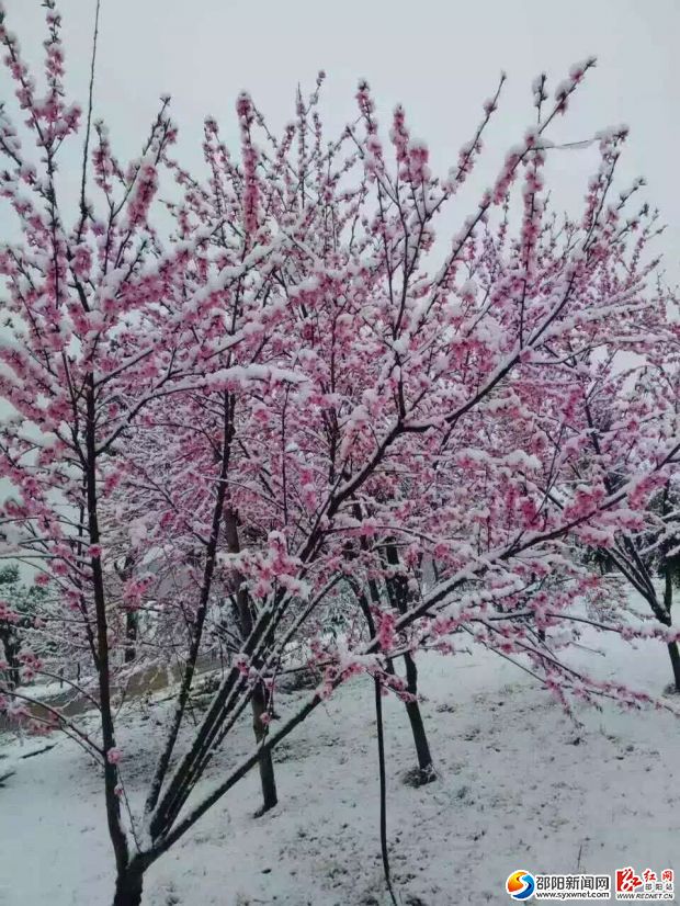 3月10日桃花林（攝影：羅珂）