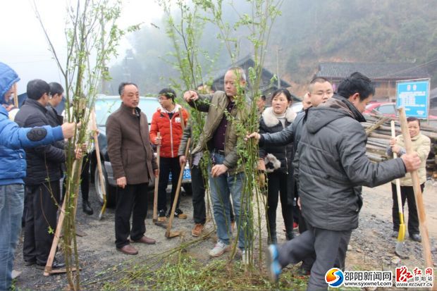 圖為林管站技術人員在分配苗木