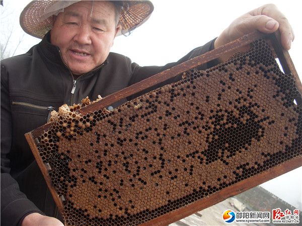 三、4月7日，隆回縣羅家養(yǎng)蜂場主人羅積成大伯，在雨山鋪雨山村流動蜂場，觀察意蜂群的子脾與糖脾。SL387239