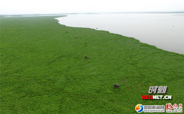 4月9日,岳陽(yáng)東洞庭湖國(guó)家級(jí)自然保護(hù)區(qū)采桑湖保護(hù)站，每年的11月中下旬到12月上旬，洞庭湖候鳥云集，是洞庭湖區(qū)最佳的觀鳥時(shí)期。