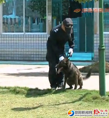 警犬演練