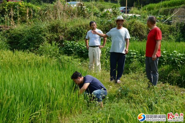 大圳灌區(qū)紅旗水利工程管理站工作人員在了解灌溉情況