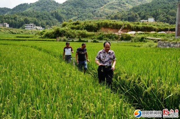 大圳灌區(qū)東風(fēng)水利工程管理站工作人員在了解灌溉情況