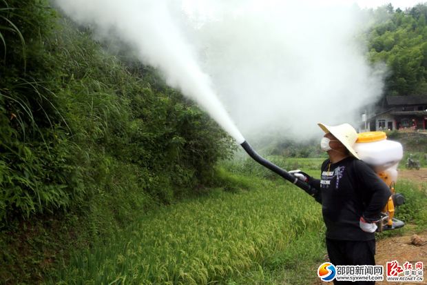 8月25日，湖南省綏寧縣長鋪子苗族侗族鄉(xiāng)榮巖村S221公路兩邊松林中林業(yè)有害生物防治專業(yè)工作人員在林間噴施煙霧藥劑除治松毛蟲。