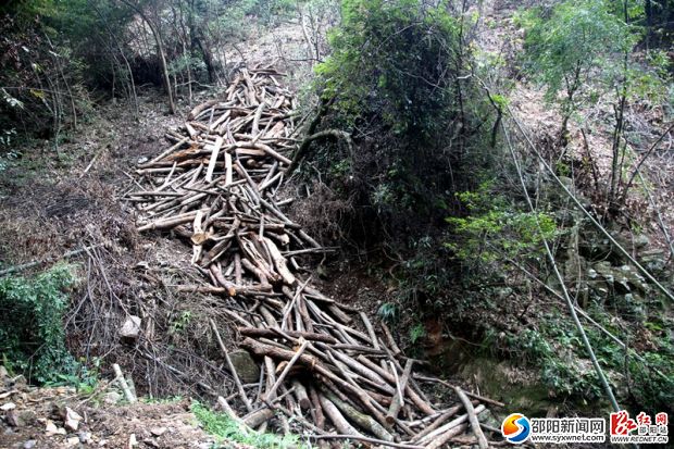 無(wú)證采伐闊葉林木堆積如山