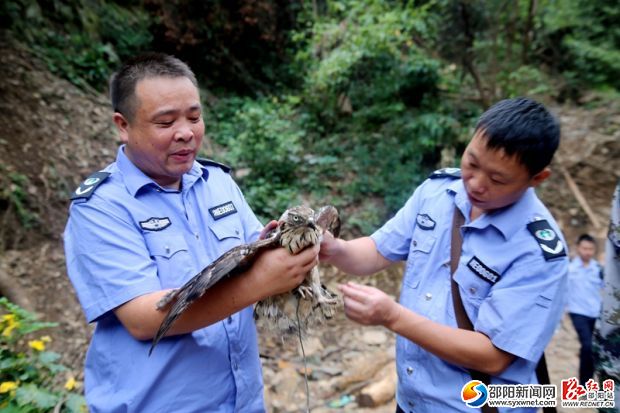 查獲的國家二級(jí)保護(hù)動(dòng)物鳳頭鷹