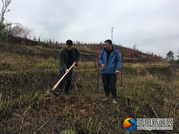 政法委領導和鎮(zhèn)領導在栽植現場