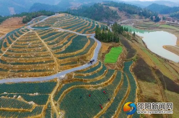 清水村蔬菜種植基地