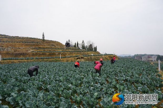 清水村貧困戶農(nóng)民工正在基地收割西蘭花