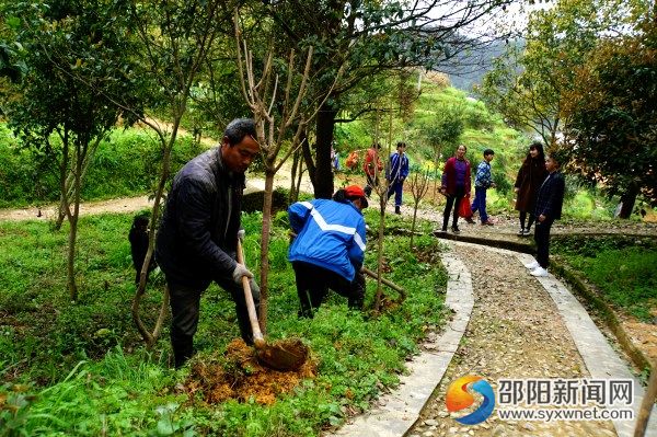 園林工人在種植櫻花樹苗