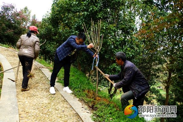 園林工人在種植櫻花樹苗