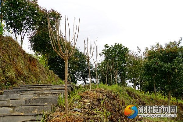 已種好的櫻花樹整齊排在山路邊