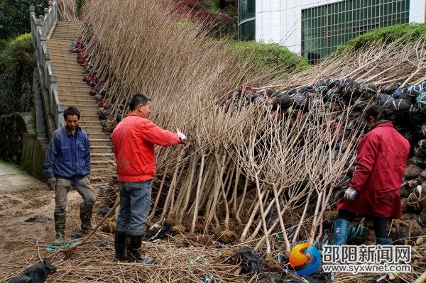 工人們在修剪整理櫻花樹苗