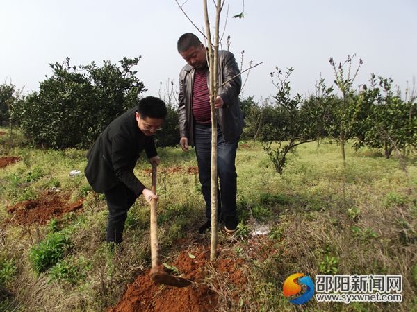 黨員干部正在植樹