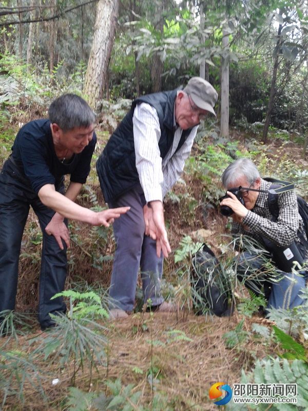 邵阳新宁澳洲植物专家为澳洲银杉追宗寻祖